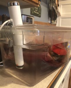 Pork ribs are cooking sealed and submerged in a water bath 